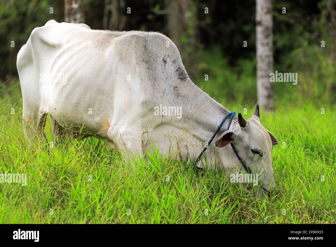 Mucca Brahmin che pascolano erba lussureggiante su terreni fertili presso il lago Linow in questa area vulcanica vicino a Tomohon, Lago Linow, Tomohon, Sulawesi settentrionale, Indonesia Foto Stock