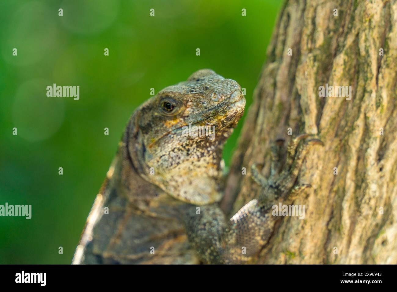 Vista della grande iguana, Tulum, Quintana Roo, costa caraibica, penisola dello Yucatan, Riviera Maya, Messico, Nord America Foto Stock