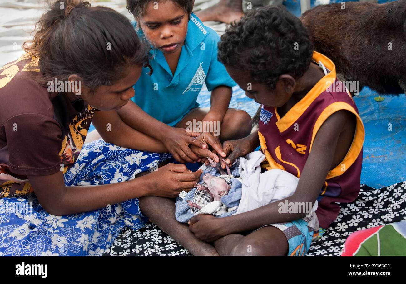 Bambini aborigeni che si prendono cura di un canguro orfano (joey), Nyinyikay Homeland, East Arnhem Land, Northern Territory, Australia, Pacifico Foto Stock