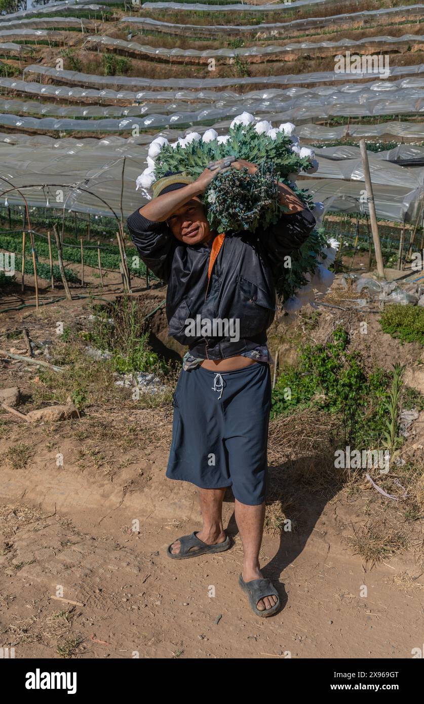 Agricoltore Karen di prima nazione che lavora in poligonali di frutta e fiori nella provincia di Mae Hong Son, Thailandia, Sud-est asiatico, Asia Foto Stock