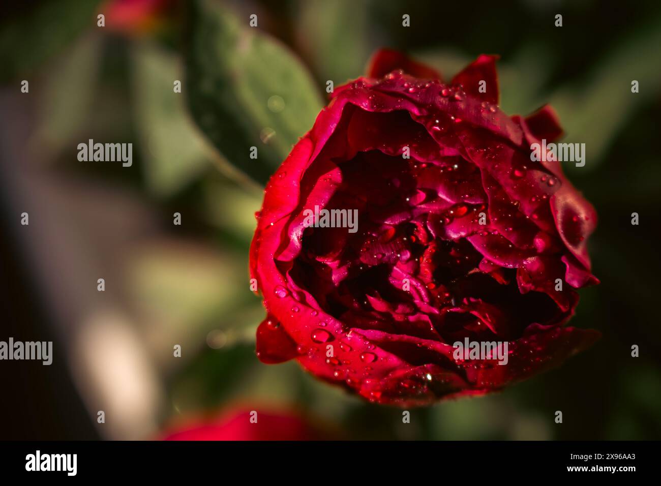 Peonia rossa con gocce di pioggia su sfondo scuro. Bagnare la peonia di Bordeaux con gocce d'acqua, primo piano. Fiore fiorito con rugiada. Motivo floreale. Bellezza nella natura. Foto Stock