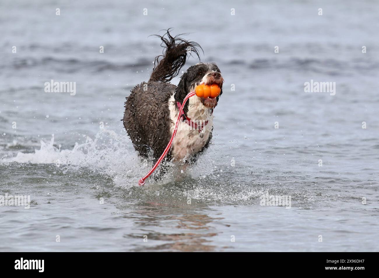 Cane d'acqua portoghese che gioca a fetch con un giocattolo all'oceano Foto Stock