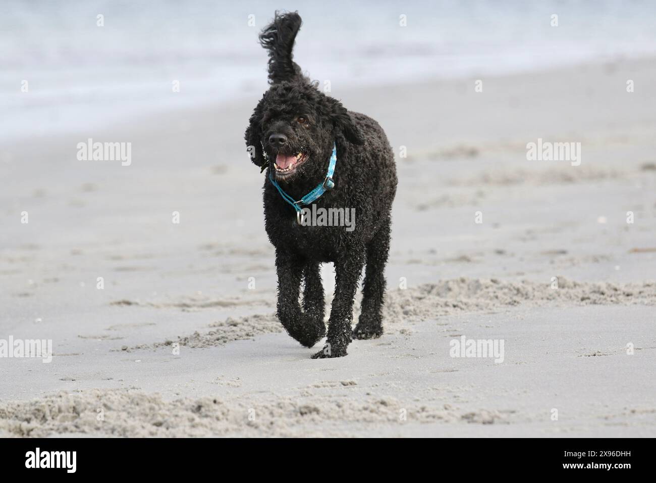Cane d'acqua portoghese nero che corre sulla sabbia dell'oceano Foto Stock