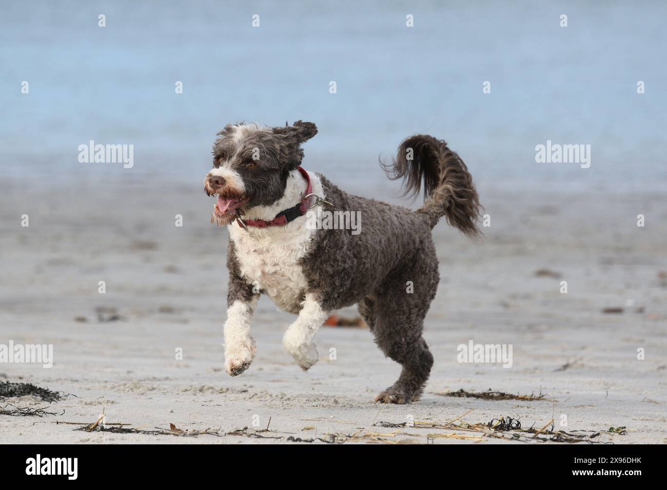 Cane d'acqua portoghese marrone e bianco che corre e salta e gioca nell'oceano Foto Stock