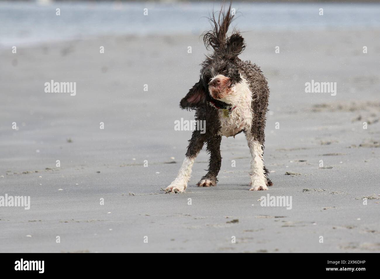 Il cane d'acqua portoghese gioca nell'oceano scuotendo l'acqua dopo una nuotata Foto Stock