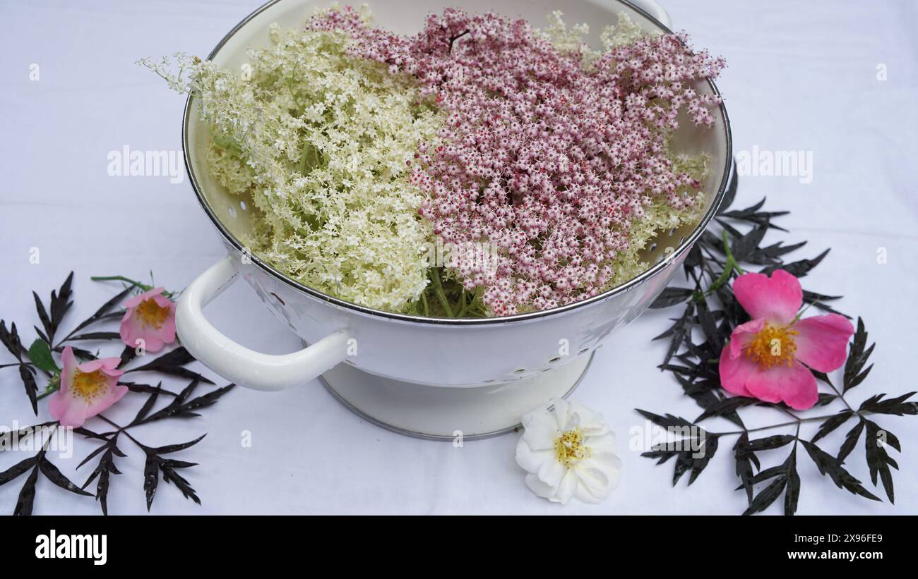 L'anziano bianco e rosa fiorisce in un setaccio da cucina bianco. Foglie anziane, rose da giardino. Foto Stock