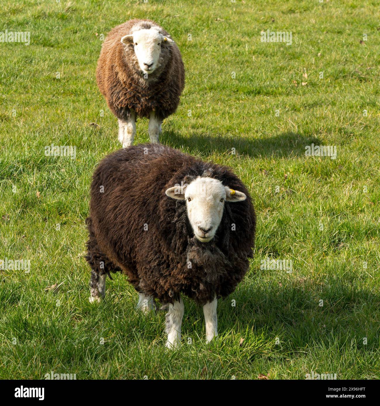 Pecora di Herdwick con feci marroni spesse in un campo agricolo erboso verde, Leicestershire, Inghilterra, Regno Unito Foto Stock