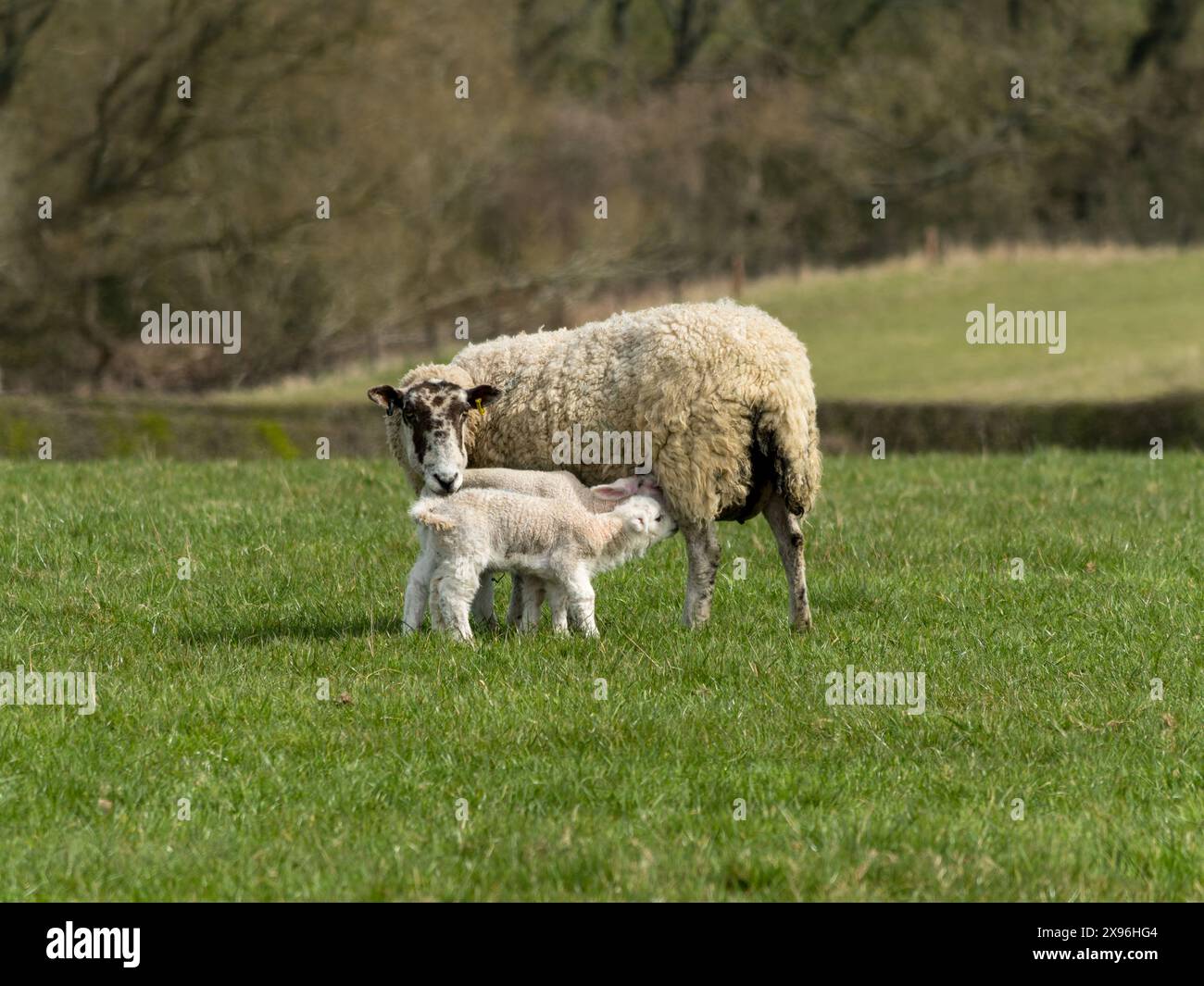 Pecora con due agnelli appena nati in un campo agricolo a erba verde a Spring, Leicestershire, Inghilterra, Regno Unito Foto Stock