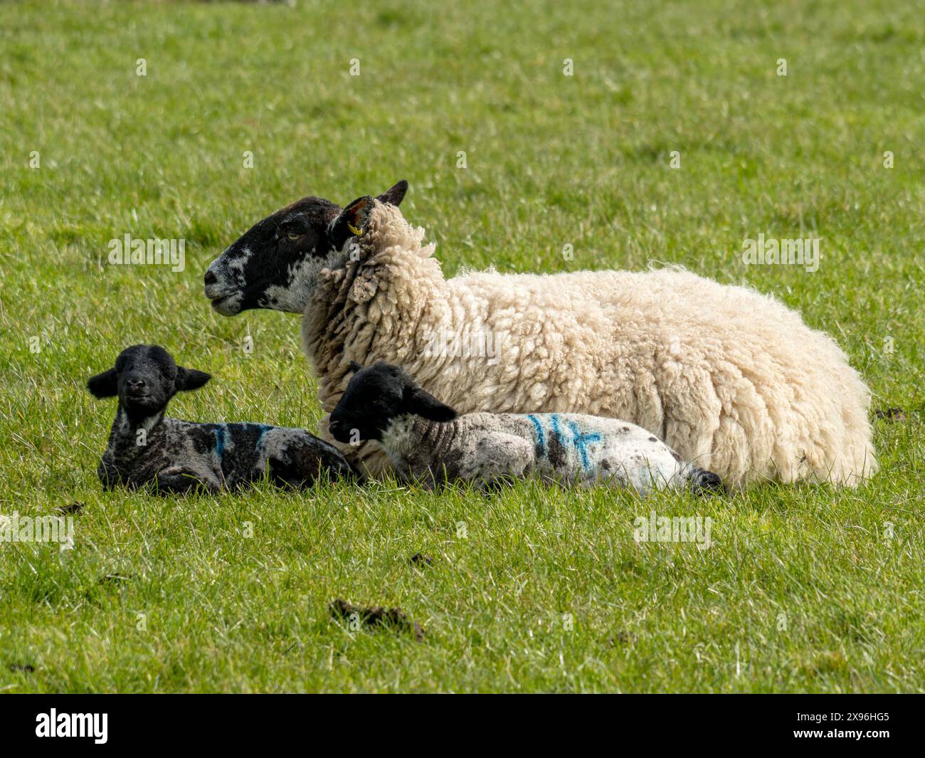 Pecora con due agnelli appena nati in un campo agricolo a erba verde a Spring, Leicestershire, Inghilterra, Regno Unito Foto Stock