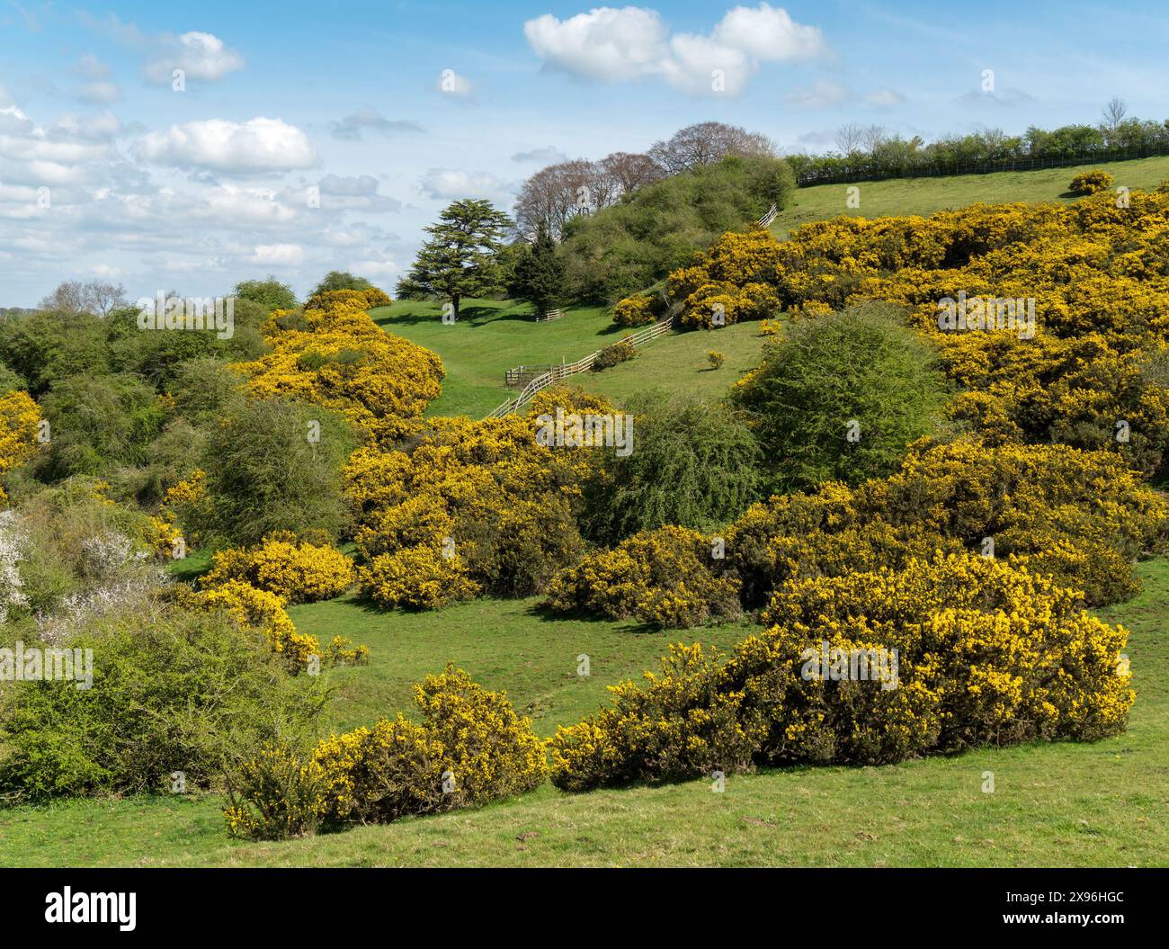Una splendida primavera di gorse gialle fiorisce in una piccola valle sulle pendici di Burrough Hill a maggio, Leicestershire, Inghilterra, Regno Unito Foto Stock