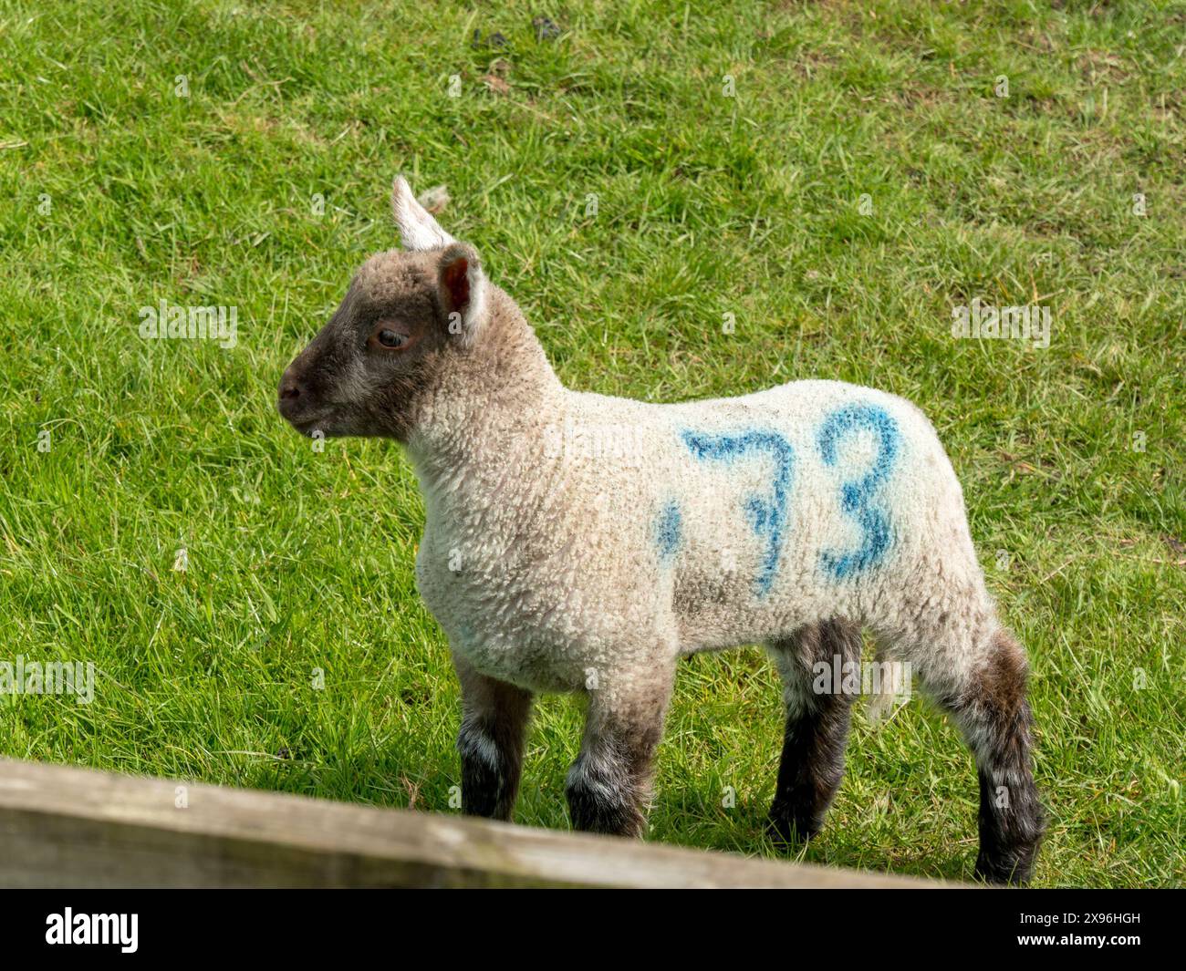 Agnello primaverile con vernice spray numero 73 sulla sua promontoria nel campo di erba verde, Leicestershire, Inghilterra, Regno Unito Foto Stock