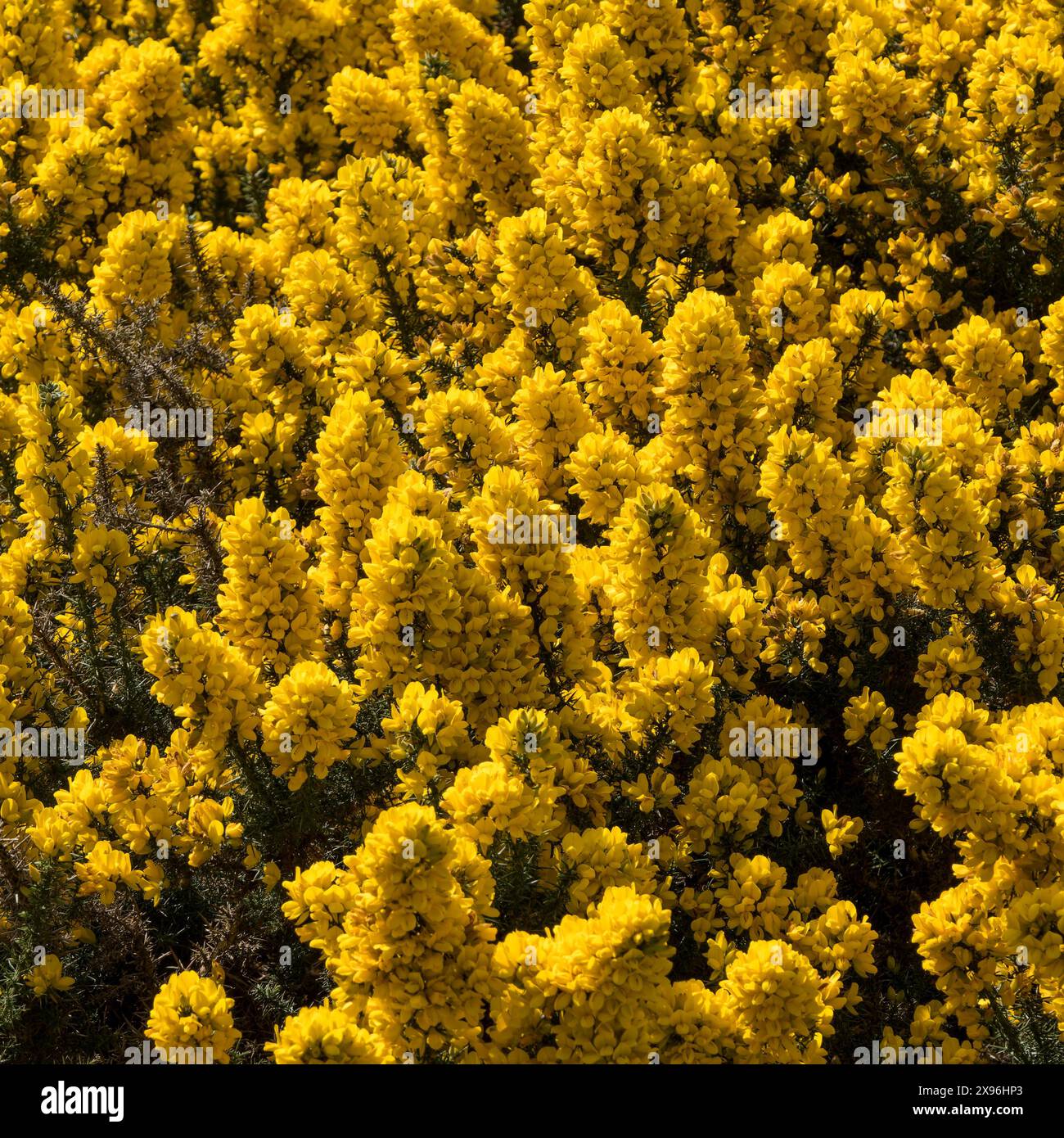 Primo piano della fioritura di Gorse comuni (Ulex europaeus) di colore giallo brillante, in aprile / primavera, Leicestershire, Inghilterra, Regno Unito Foto Stock