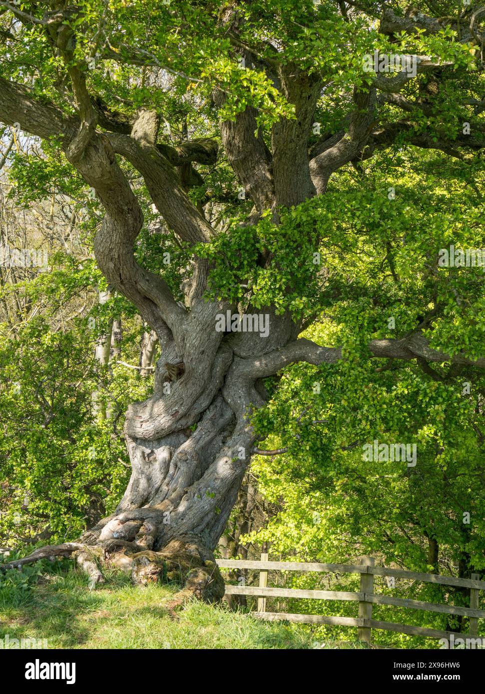 Vecchio albero del biancospino (Crataegus monogyna) con tronco intrecciato, Leicestershire, Inghilterra, Regno Unito Foto Stock