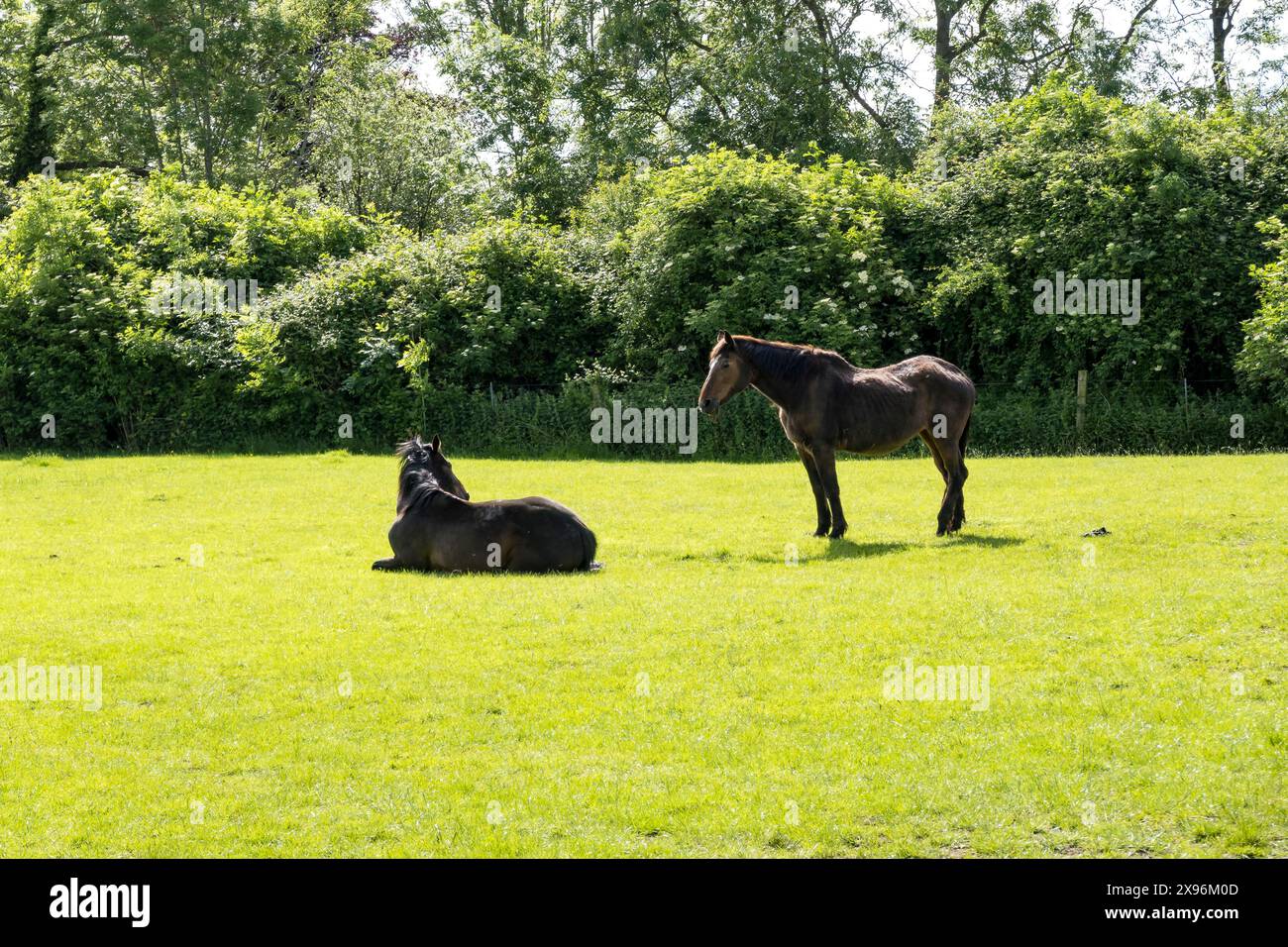 Horses in Field, Cherry Willingham, Lincoln, Lincolnshire, Inghilterra, REGNO UNITO Foto Stock