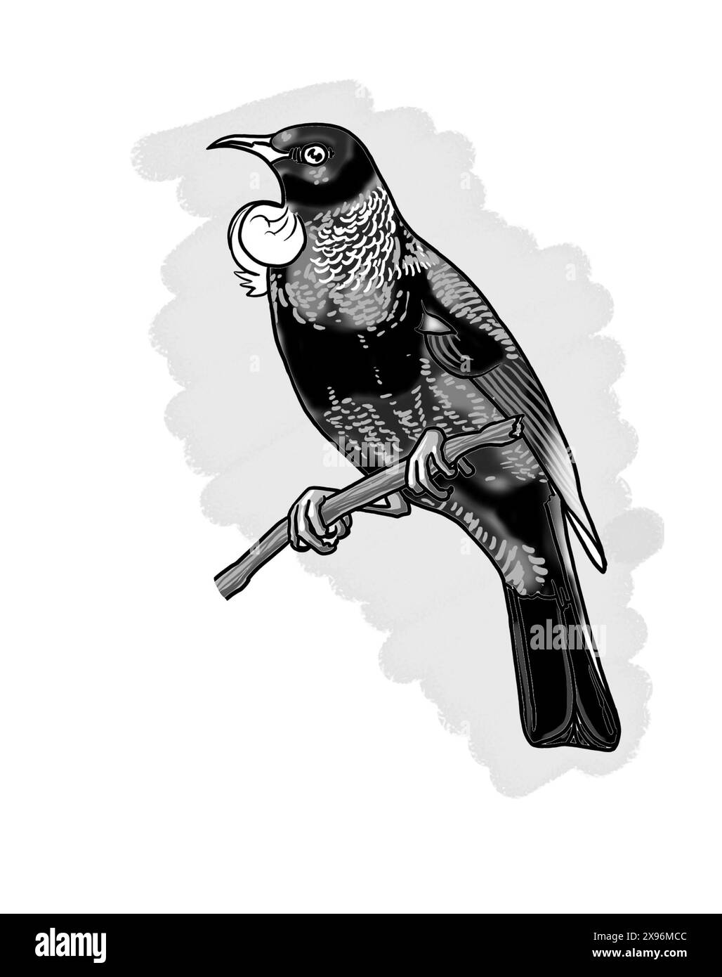 Arte in scala di grigi: tūī (Prosthemadera novaeseelandiae) tui, uccello di medie dimensioni originario della nuova Zelanda Blu, verde e piumaggio bronzo, tuft di gola bianco (poi) Foto Stock