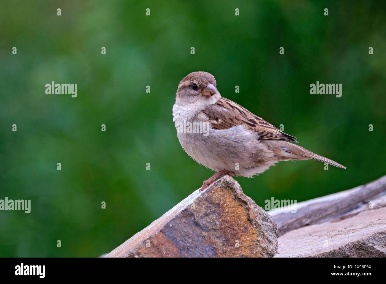 Haussperling Passer domesticus . Haussperling Passer domesticus auch Spatz oder Hausspatz. 20240522MIC0330 *** passero domestico passero domestico passero domestico passero domestico - anche passero o passero domestico 20240522MIC0330 Foto Stock