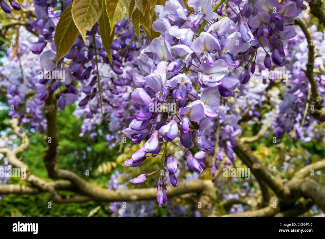 La Wisteria è una grande pianta da arrampicata che può vivere a lungo. Produce una profusione di fiori blu che pendono in una grande massa in primavera Foto Stock