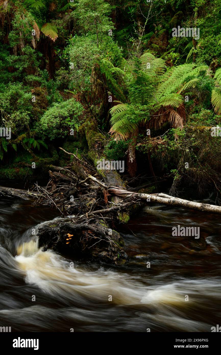 Australia, Tasmania, Franklin-Gordon Wild Rivers National Park, Fern, Franklin River Nature Trail, Foto Stock