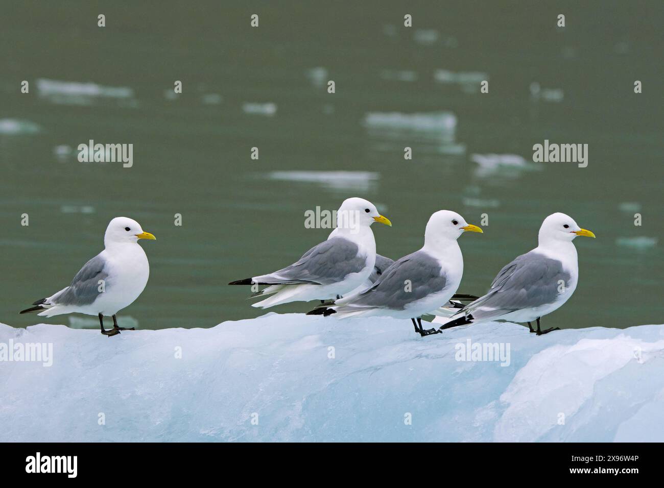 Quattro kittiwakes a zampe nere (Rissa tridactyla) in nidificazione piumaggio che riposa sul ghiaccio nell'Oceano Artico in estate, Svalbard / Spitsbergen, Norvegia Foto Stock