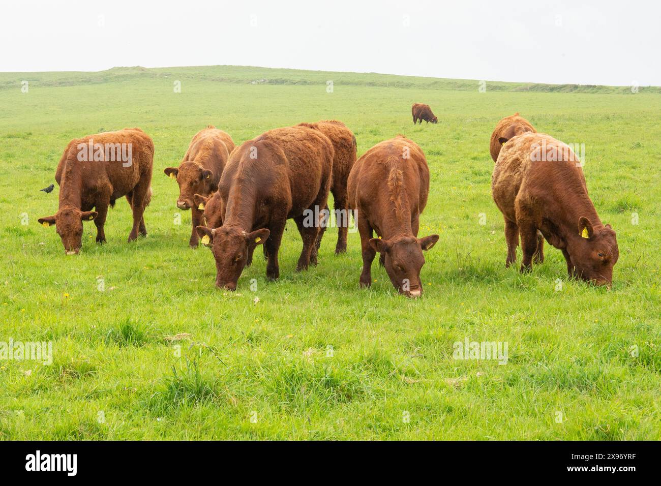 Mandria di bovini rubini del Devon del Nord Foto Stock