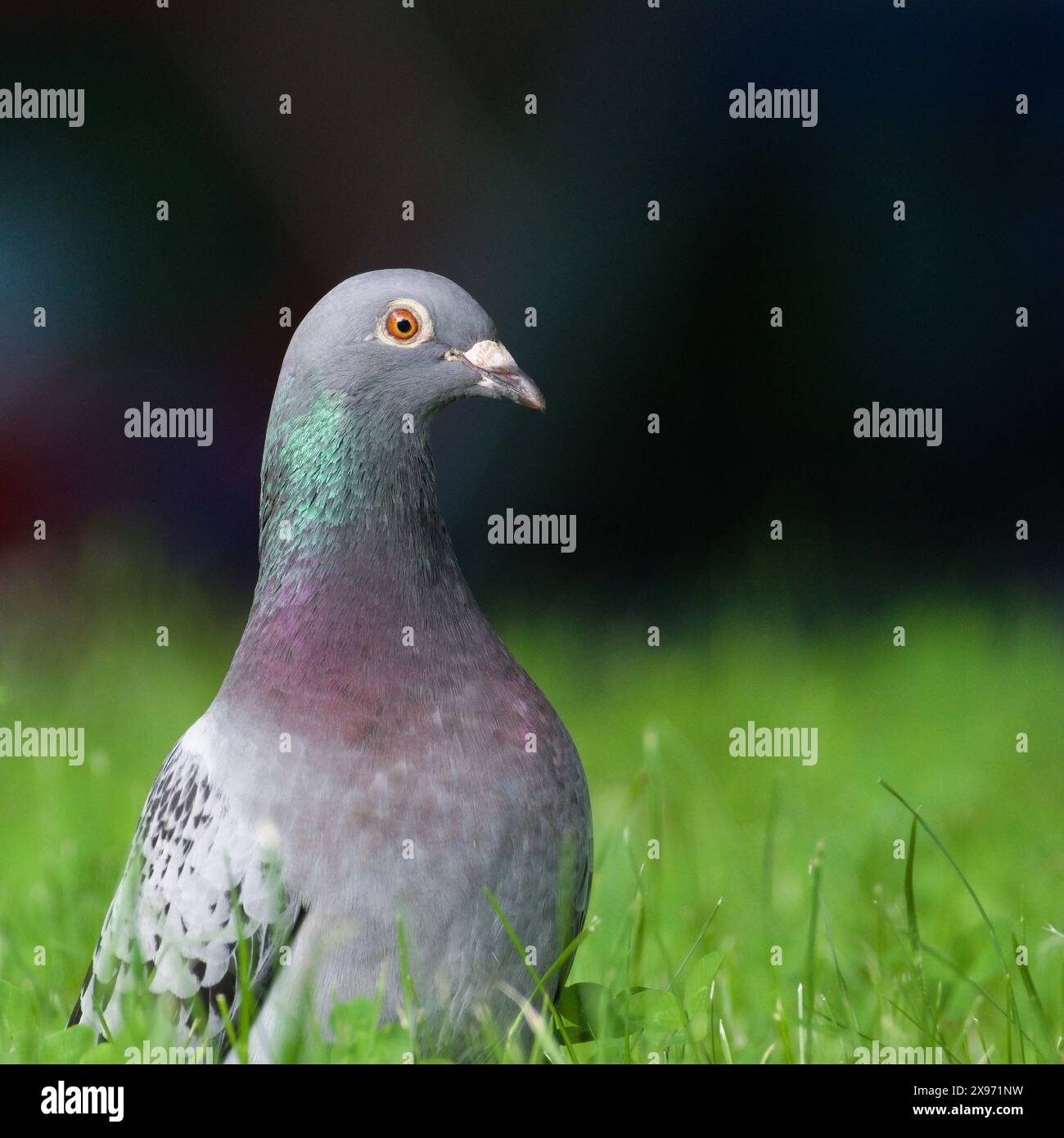 Columba livia detto piccione (roccia o domestico) nell'erba. Primo piano verticale. Foto Stock