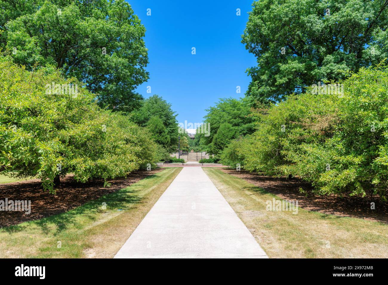 Bellissimo vicolo con alberi verdi nel soleggiato parco estivo. Foto Stock