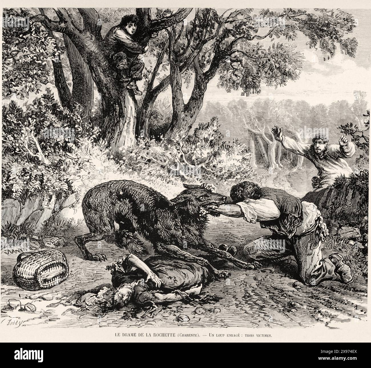 «LE DRAME DE LA ROCHEFORTTE (CHARENTE). — Un Loup enragé ; trois victime.» - 'IL DRAMMA DI ROCHEFORTTE (CHARENTE). — Un lupo rabbioso; tre vittime.» - Estratto da "l'Illustration Journal Universel" - rivista francese illustrata - mostra una scena drammatica di un lupo rabbioso che attacca, con tre persone in pericolo, in un'incisione in bianco e nero. - 1874 Foto Stock