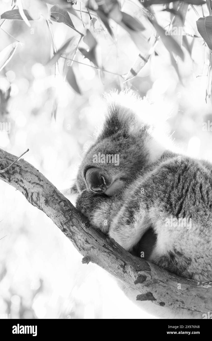 Australia, Victoria, Great Ocean Road, Great Otway National Park, Koala, Eucalyptus Tree, Phascolarctos cinereus, Foto Stock