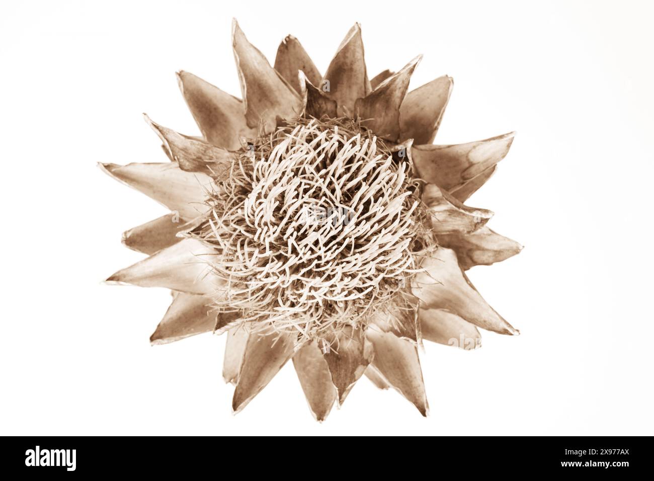 Un solo fiore di carciofo essiccato su sfondo bianco, vista dall'alto ravvicinata della foto botanica Foto Stock