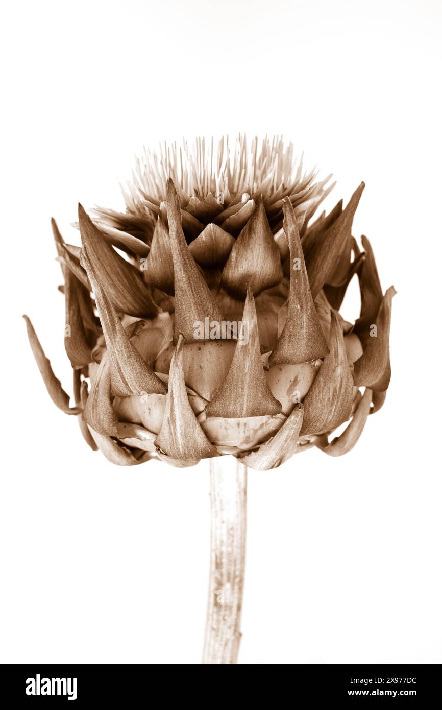Un solo fiore di carciofo essiccato seppia su sfondo bianco, foto botanica con vista laterale ravvicinata Foto Stock