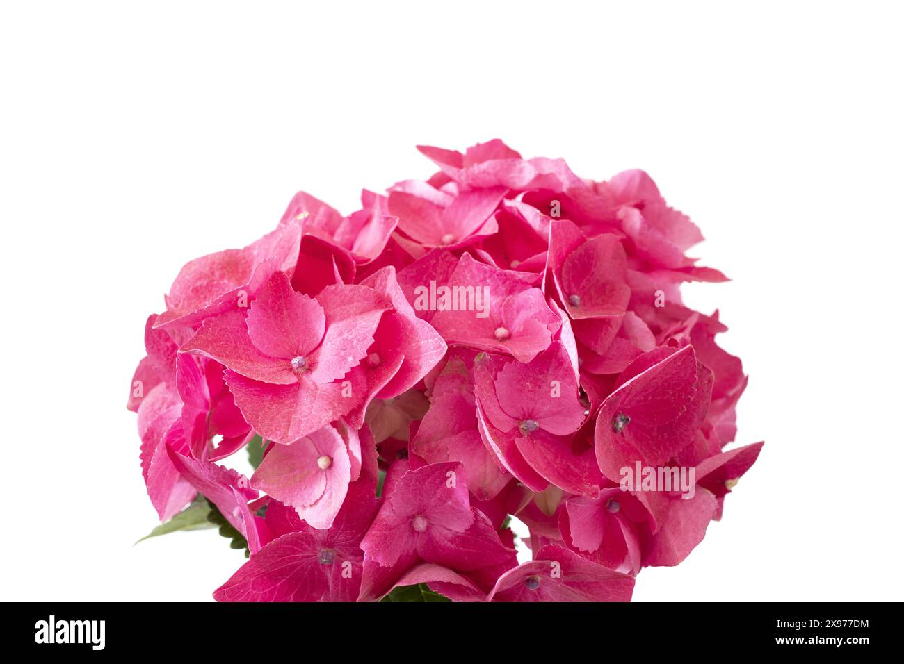 Sfera di fiori di ortensia rosa su sfondo bianco, vista laterale foto botanica con spazio negativo Foto Stock