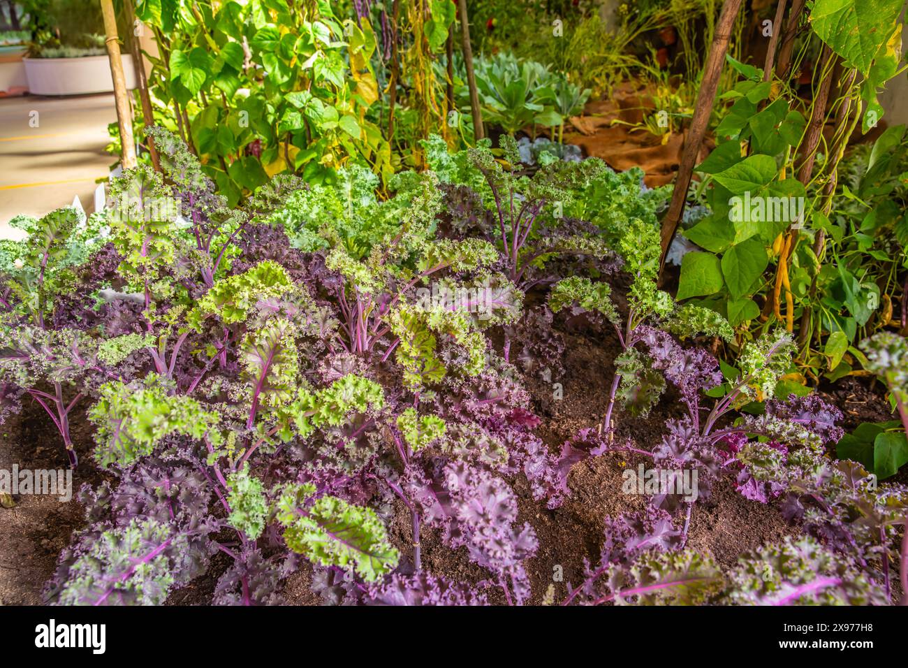 Cavolo di palma assortito in letto rialzato, orto (Brassica oleracea var. Sabellica), cavolo di foglie o cavolo Foto Stock