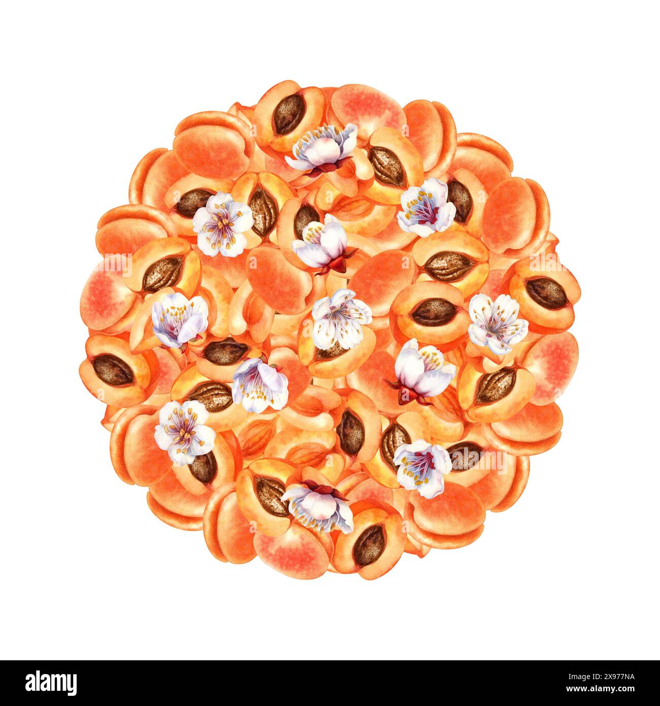 Composizione a base di frutti rotondi di albicocche mature arancio-rosa. Illustrazione acquerello con colore albicocca alla moda per il design del modello del giorno di raccolta, etichette e cuccioli Foto Stock