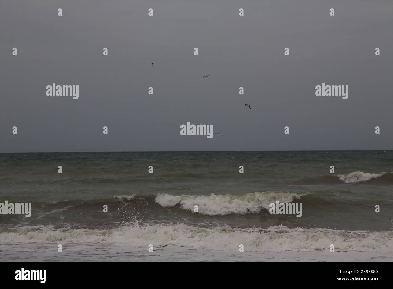 Gabbiani che sorvolano il Golfo di Oman Muscat Oman Foto Stock