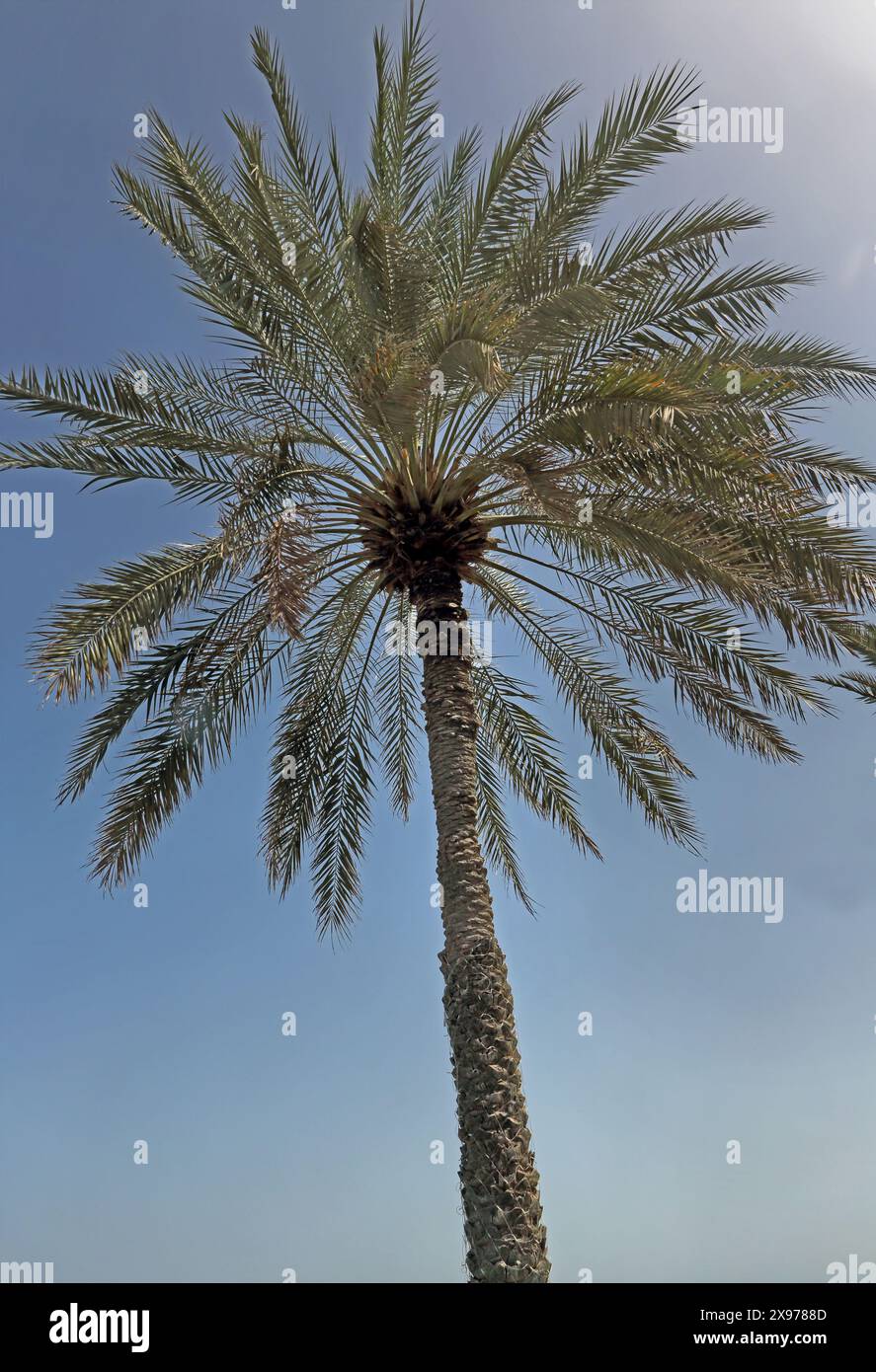 Date Palm (Phoenix dactylifera) il giorno della soleggiata Mascate Oman Foto Stock