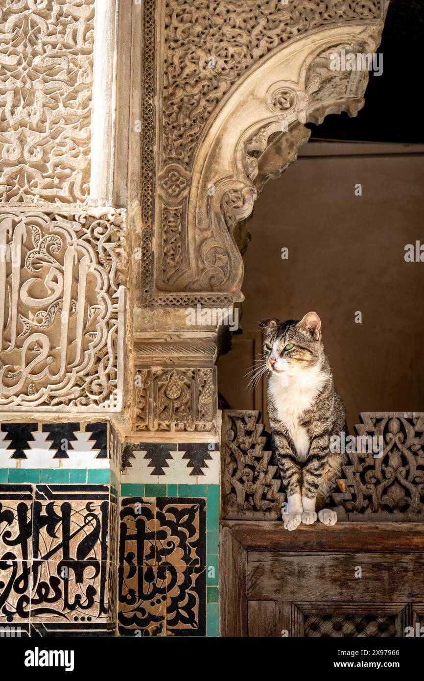 Gatto che riposa alla Madrasa Bou Inania a Fez, in Marocco Foto Stock