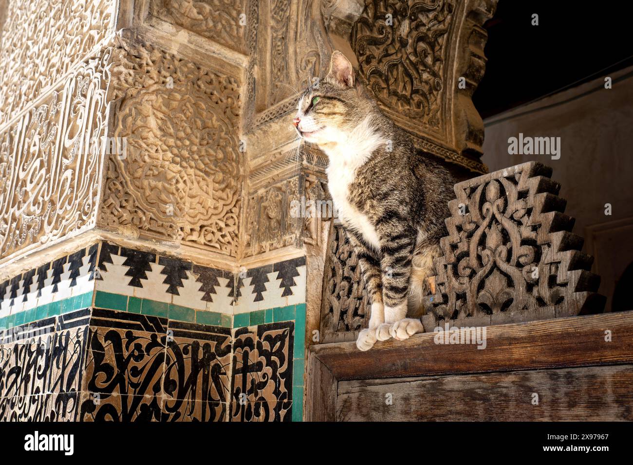 Gatto che riposa alla Madrasa Bou Inania a Fez, in Marocco Foto Stock