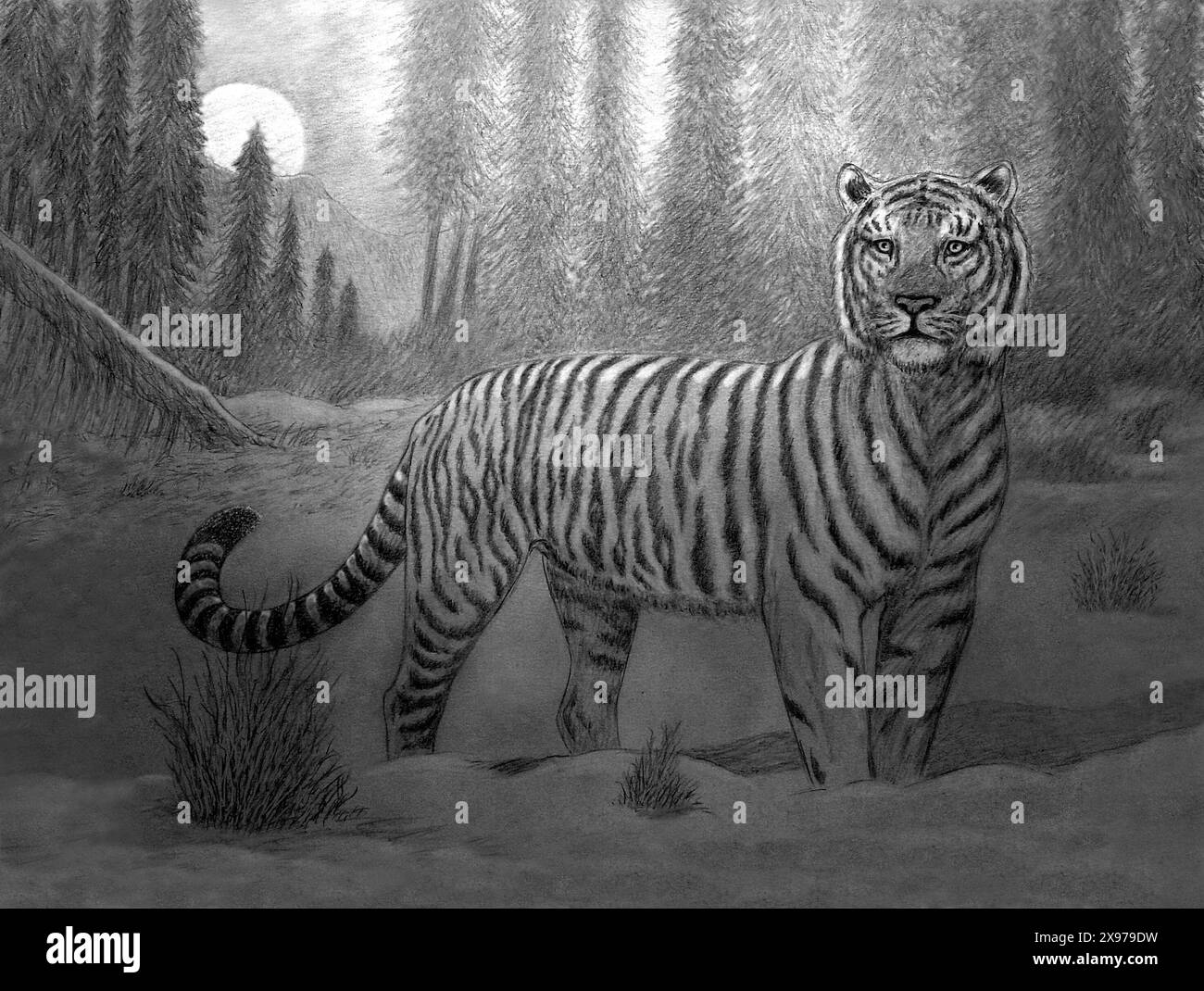 disegno a mano della tigre siberiana nella foresta Foto Stock