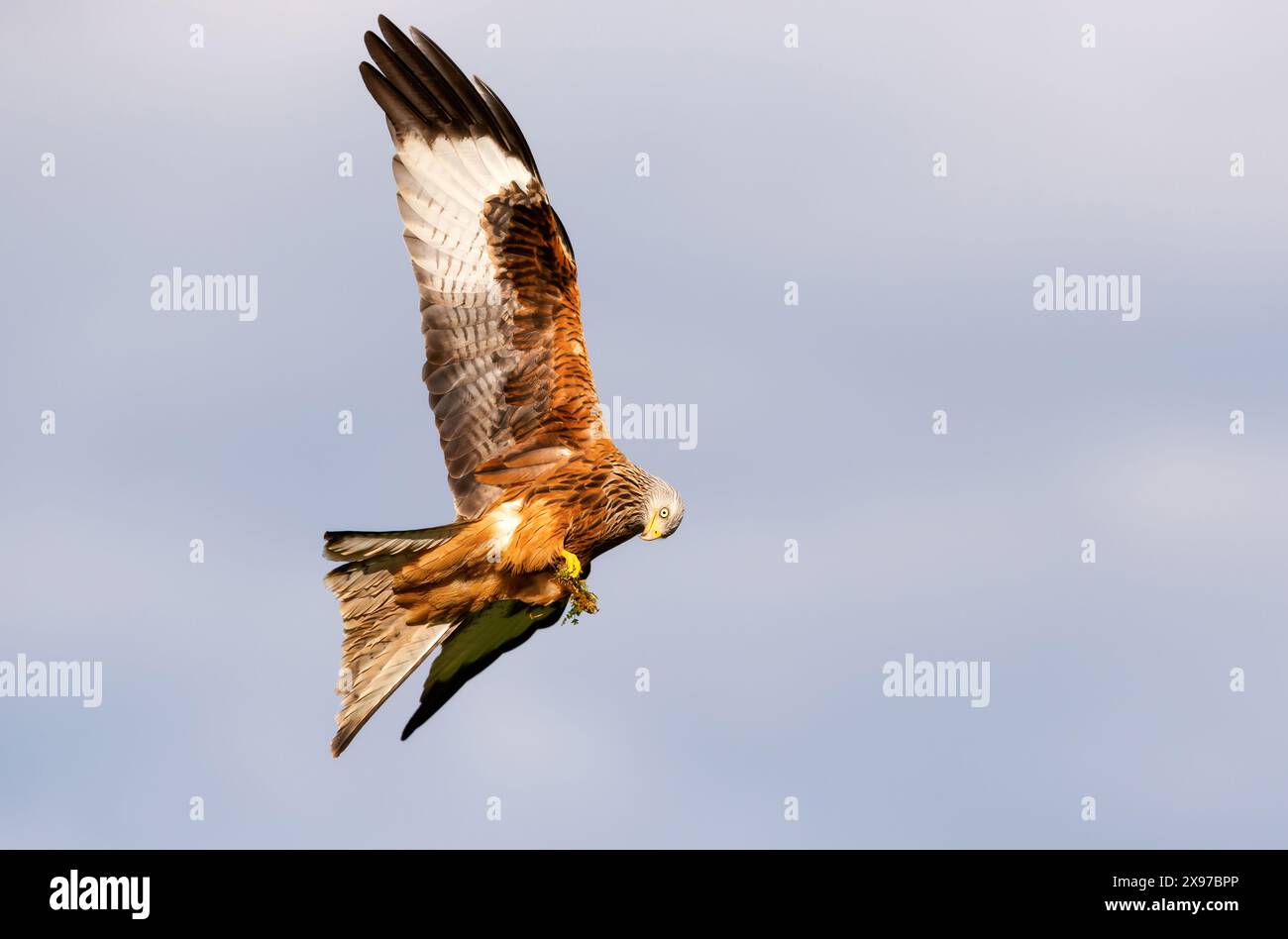 Primo piano di un aquilone rosso in volo contro il cielo blu Foto Stock