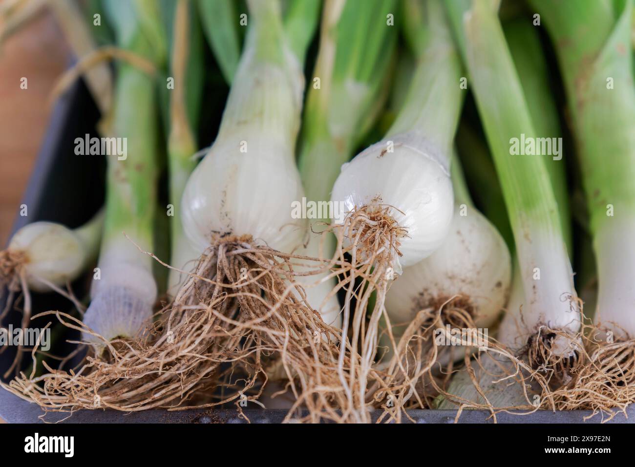 Primo piano di cipolle appena raccolte dal frutteto con le loro radici nel terreno Foto Stock