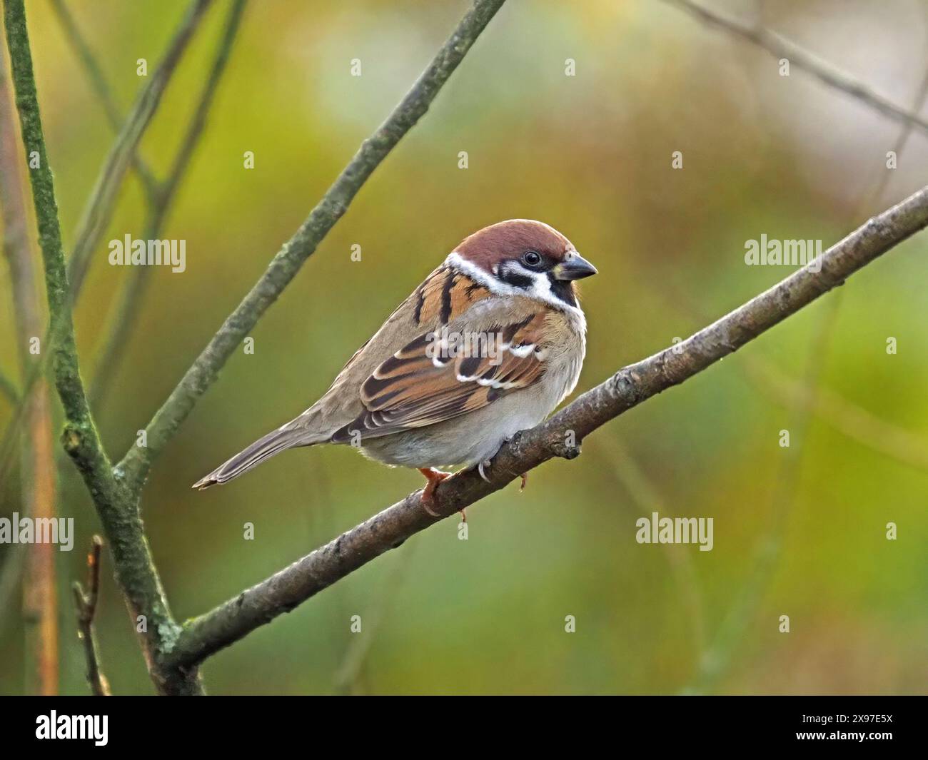 Giovane passero eurasiatico (Passer montanus) con tappo di castagno appollaiato su un pratico ramo ben utilizzato presso la riserva RSPB di Caerlaverock, Scozia, Regno Unito Foto Stock