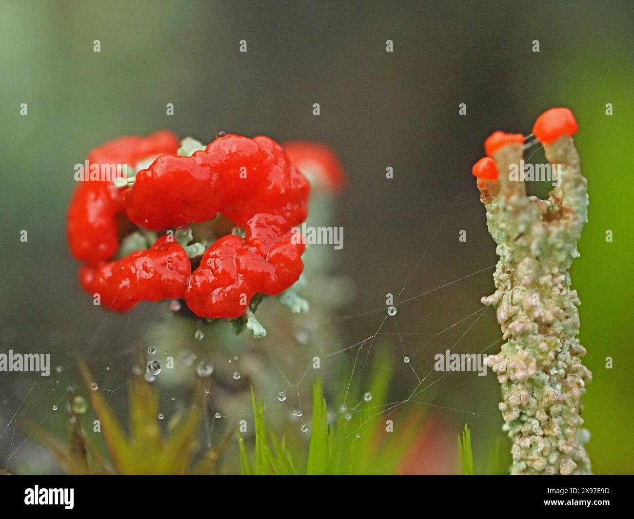 Immagine macro ravvicinata di fantastici corpi fruttati rossi della Cladonia cristatella: Soldati britannici licheni su gambi grigi Cumbria, Inghilterra, Regno Unito Foto Stock
