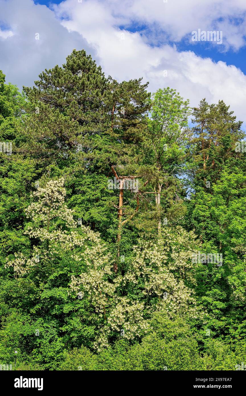 Foresta mista, fioritura di robinia comune, Allgaeu, Baviera, Germania Foto Stock