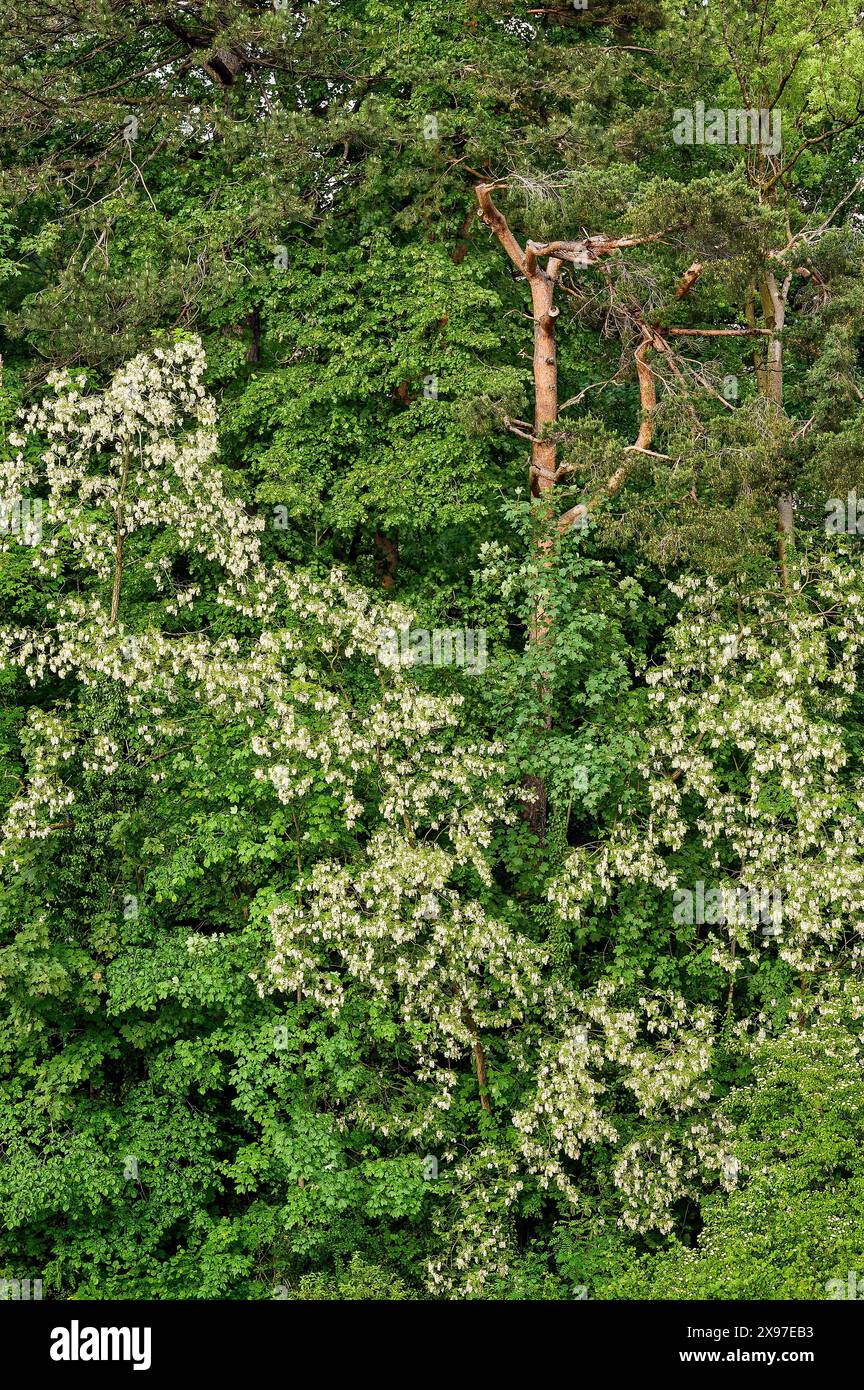 Foresta mista, fioritura di robinia comune, Allgaeu, Baviera, Germania Foto Stock