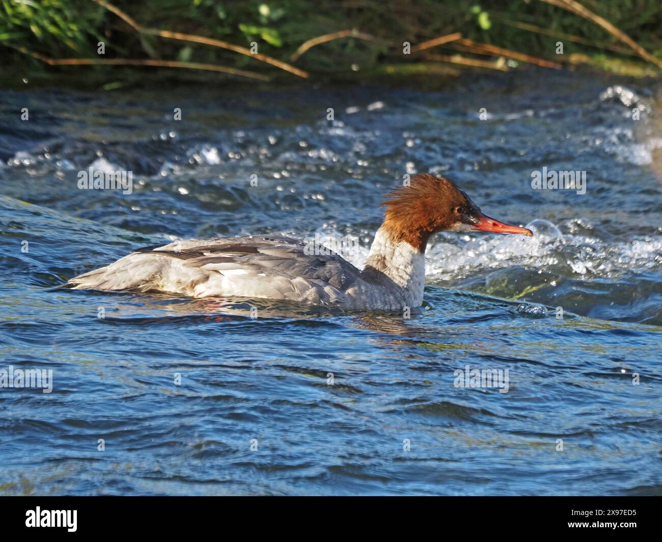 Anatra di Goosander femmina (Mergus merganser), nota anche come Merganser comune, che nuota nelle rapide acque del fiume Lyvennet in Cumbria, Inghilterra, Regno Unito Foto Stock