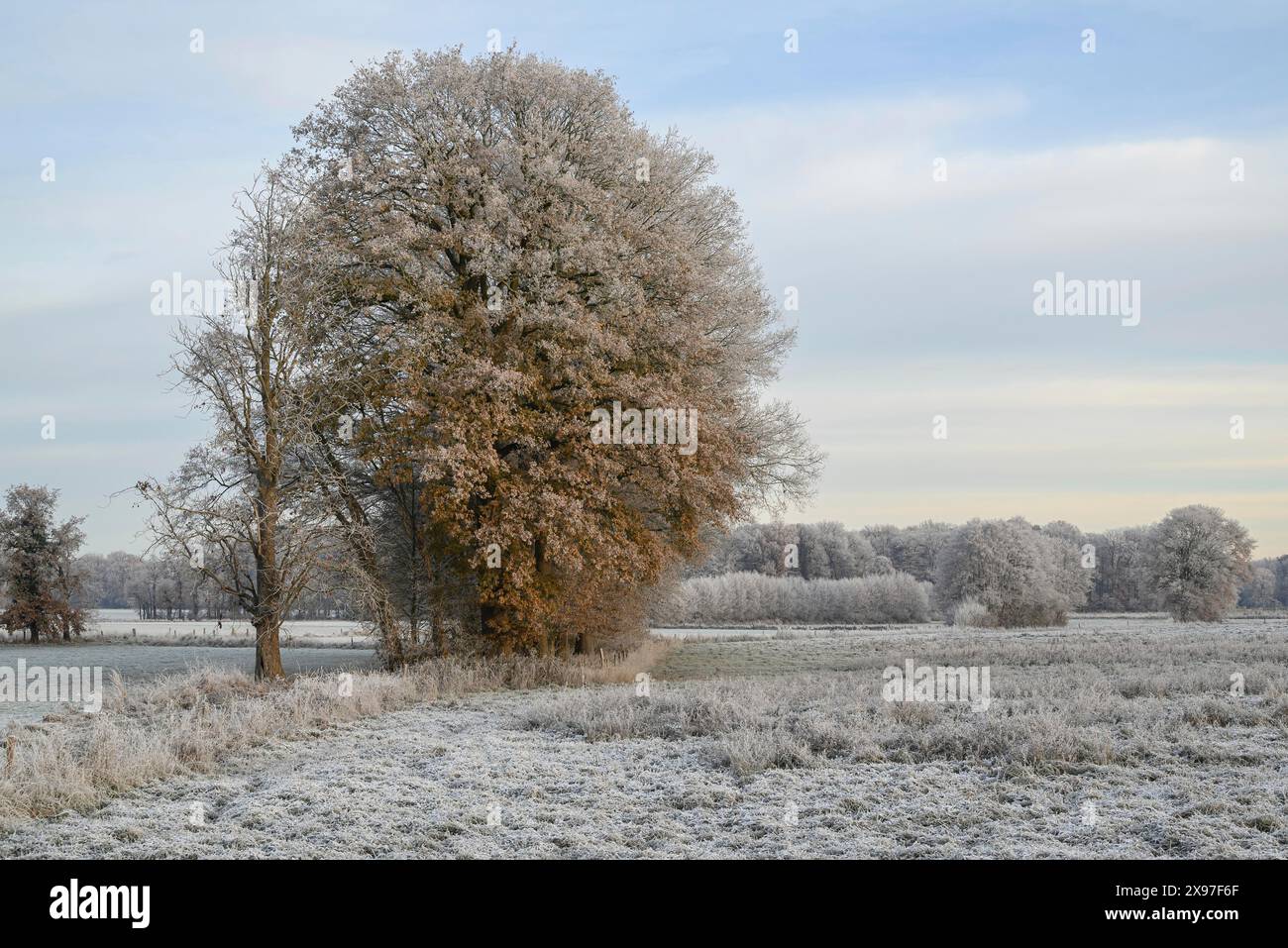 Un paesaggio invernale con campi ghiacciati e alberi ghiacciati sotto un cielo calmo, l'inverno ghiacciato nelle prime ore del mattino sui campi e prati Foto Stock