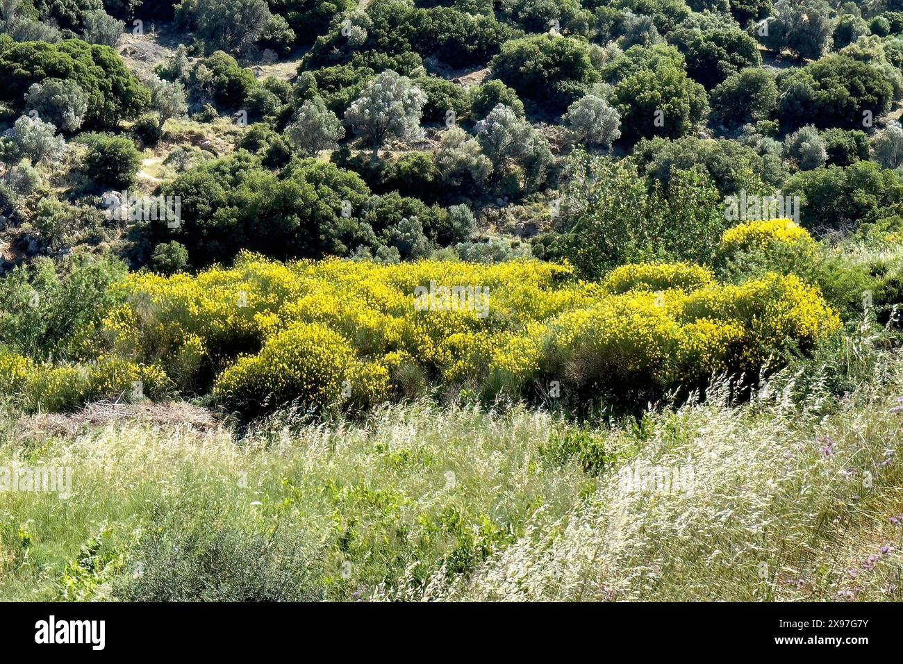 Paesaggio in montagna a sud del paese Fourfouras con vegetazione tipica nei cespugli gialli fioriti in primo piano di ginestra (Genista Foto Stock