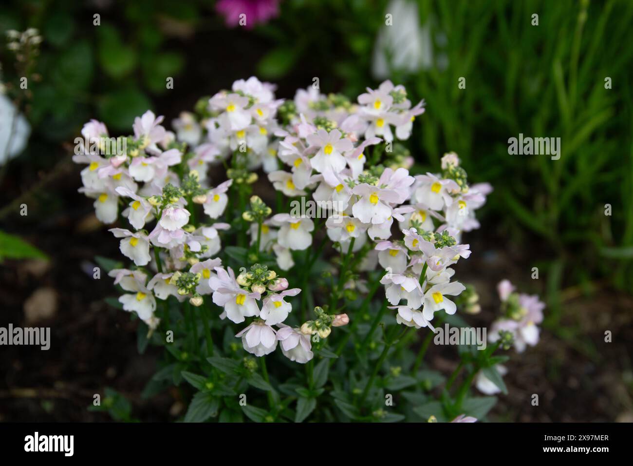 Nemesia - Wisley Vanilla Foto Stock