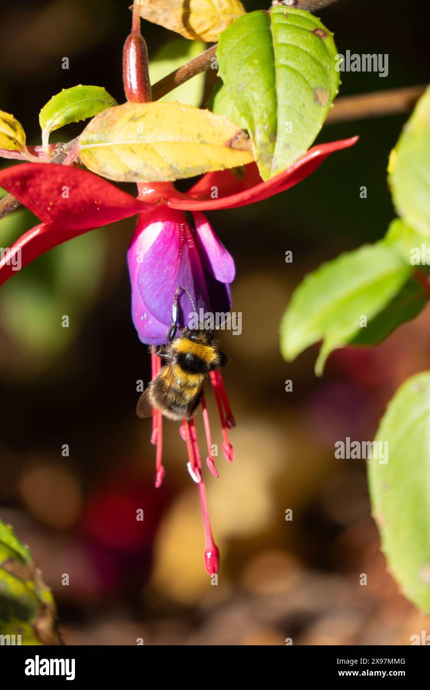 Bumblebee sul fiore fucsia, incorniciato dal fogliame. I bumblebees sono un importante impollinatore per la casa e i giardini commerciali. Foto Stock