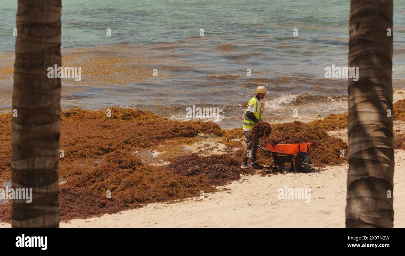L'erba Sargassum copre la spiaggia di Dorado Royale hote a Cancun, Yucatan, penisola, Messico. I lavoratori lavorano sotto il sole caldo per liberarlo dalle spiagge. Foto Stock